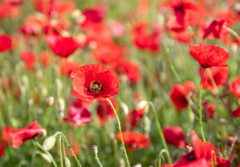 poppies field in nature