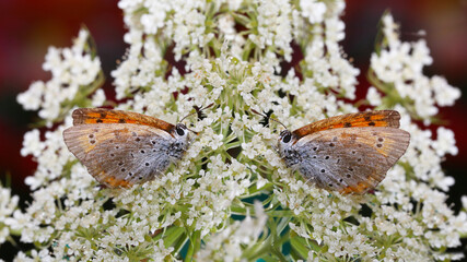 A couple of little moths on summer flowers of an umbrella plant ...