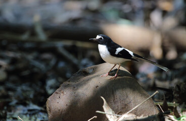 Black-backed forktail.The black-backed forktail, occasionally referred to as the black-throated forktail, is a forktail species in the family Muscicapidae. 