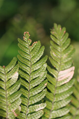 fern leaves