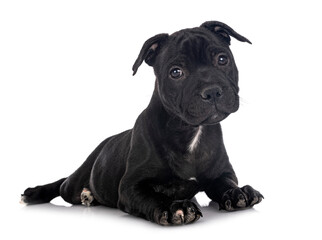 puppy staffordshire bull terrier