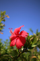 red hibiscus flower