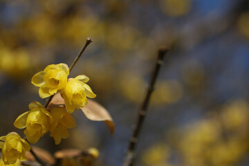 yellow flowers on a branch