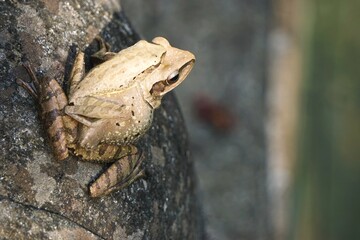 Obraz premium Closeup of two tropical frogs resting on a stone, one on top of the other in Bali, Indonesia