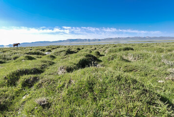 Grassland at Song Kul lake, Kyrgyzstan
