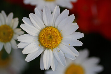 daisy flower closeup