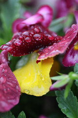 yellow rose with water drops