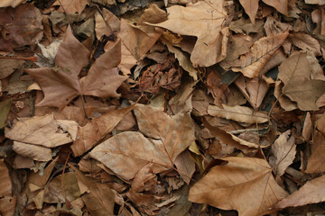 leaves on the ground