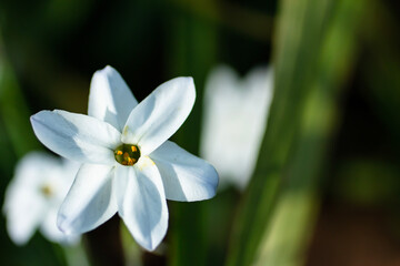 close up of a white flower