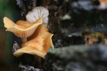 mushroom in the forest