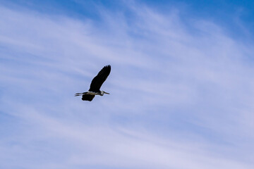 Heron in flight in the sky