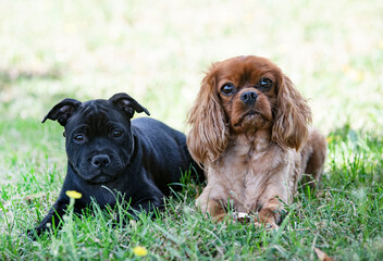 staffordshire bull terrier and cavalier king charles