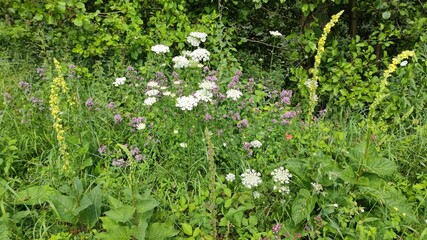 green grass and flowers