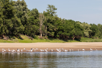 Birds rest on the river bank