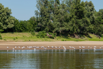 Birds rest on the river bank