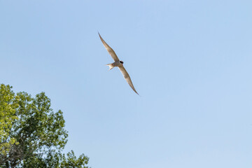 Seagull in flight over the river