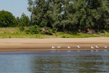 Birds rest on the river bank