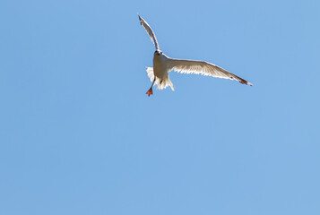 Seagull in flight over the river