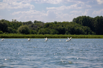 A flock of swans takes off from the water