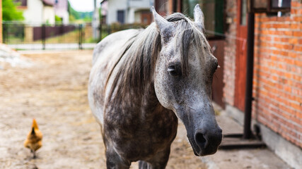Arabic horse on the farm