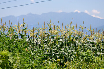 とうもろこし畑