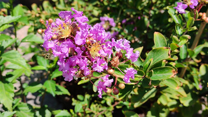 Fototapeta na wymiar Common Crape Myrtle Flower in park