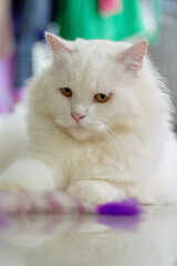 cute and adorable cat