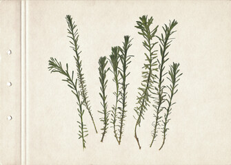 Pressed and dried herbs. Scanned image. Vintage herbarium background on old paper. Composition of the grass on a cardboard.