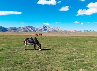 Donkey in mountains, Kyrgyzstan