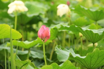 a lotus bud with morning dew