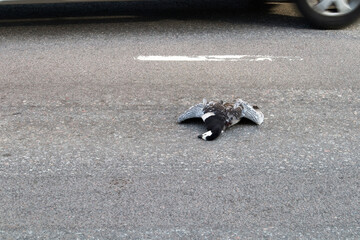 dead barnacle goose lying on street