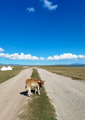 Calf at Song Kul lake, Kyrgyzstan 