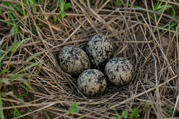 Obraz premium Pewits eggs