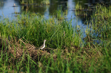 Terek sandpiper