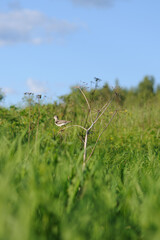 Terek sandpiper