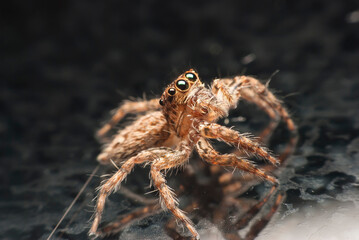 jumping spider.