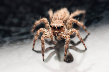 jumping spider.