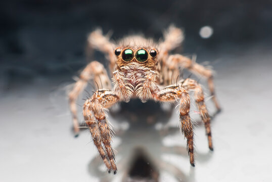 Chelicerae 이미지 찾아보기 1,672 스톡 사진, 벡터 및 비디오 Adobe Stock