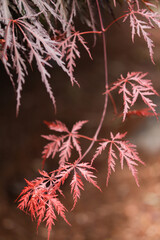 red maple leaves