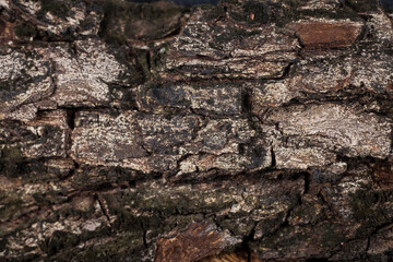 Tree bark texture.