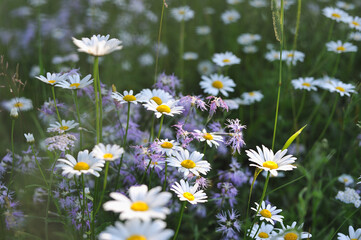 Daisy flowers