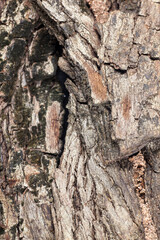Tree bark texture.