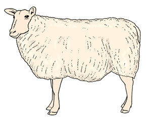 Sheep isolated on white