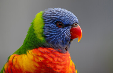Stunning Australian rainbow lorikeet in close profile.