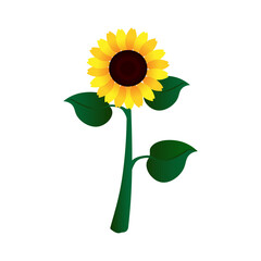 Vector sunflower illustration, isolated on white background.