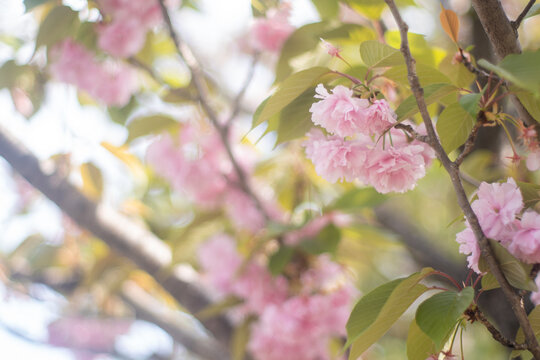 桃の花