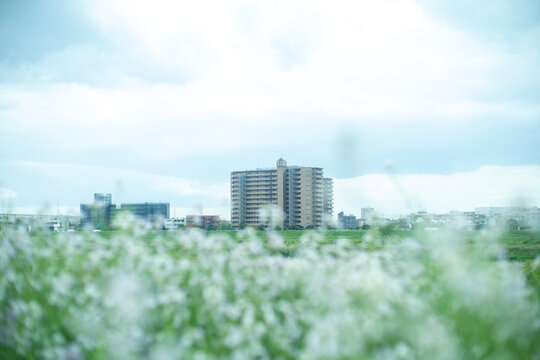 花畑
