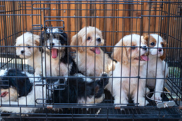 Many cute puppies locked in the cage. - obrazy, fototapety, plakaty