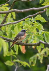 black redstart bird in green leaves