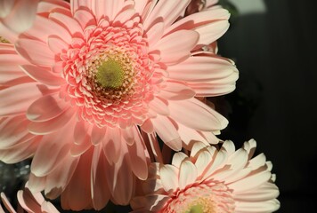 Pretty pink gerbera flowers in sunlight